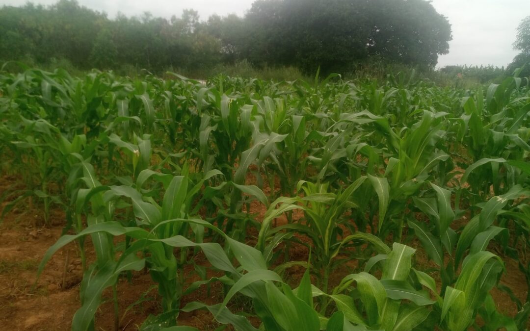 First test results Crop Corn Ghana