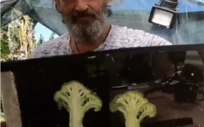 Vegetables ripe? Insects know where the nutrition is!